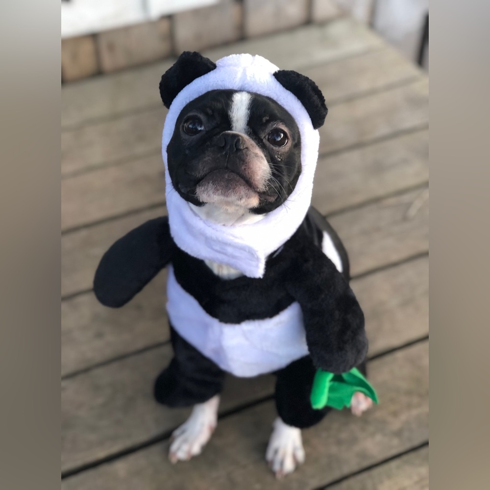 Panda Dog Costume - Black and White Halloween Cute Frenchton, Boston Terrier,Pug